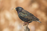 Image. Common Starling
