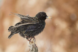Image. Common Starling