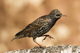Image. Common Starling