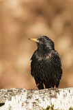 Image. Common Starling