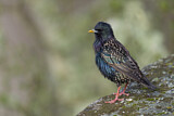 Image. Common Starling