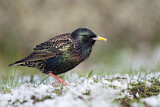 Image. Common Starling