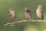 Image. Common Starling