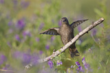 Image. Common Starling