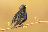 Image. Common Starling
