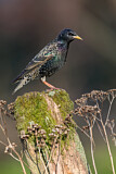 Image. Common Starling
