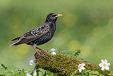 Image. Common Starling