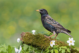 Image. Common Starling