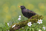 Image. Common Starling