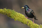Image. Common Starling
