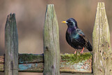 Image. Common Starling