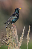 Image. Common Starling