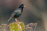 Image. Common Starling