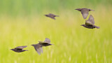 Image. Common Starling