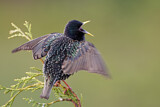 Image. Common Starling