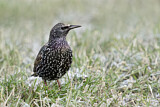 Image. Common Starling