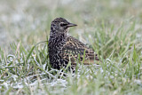 Image. Common Starling