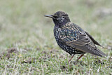 Image. Common Starling