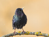 Image. Common Starling