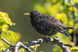 Image. Common Starling