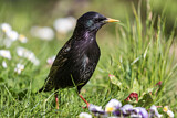 Image. Common Starling