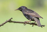 Image. Common Starling