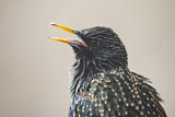 Image. Common Starling