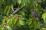 Image. Common Starling