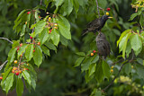 Image. Common Starling