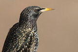 Image. Common Starling