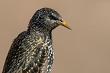 Image. Common Starling