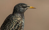 Image. Common Starling