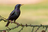 Image. Common Starling