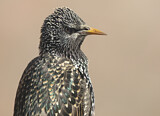 Image. Common Starling