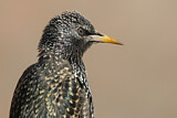 Image. Common Starling