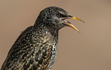 Image. Common Starling