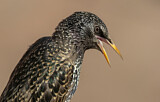 Image. Common Starling