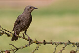 Image. Common Starling