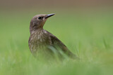 Image. Common Starling