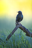 Image. Common Starling