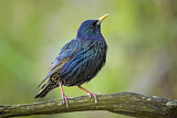 Image. Common Starling