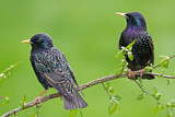 Image. Common Starling