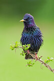Image. Common Starling