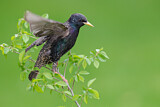 Image. Common Starling