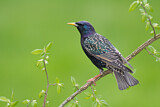 Image. Common Starling