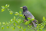 Image. Common Starling