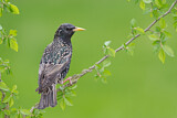 Image. Common Starling