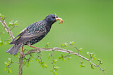 Image. Common Starling