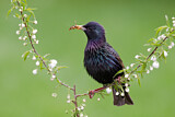 Image. Common Starling