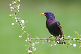 Image. Common Starling